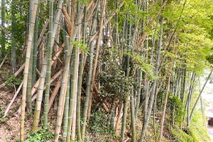 Before画像